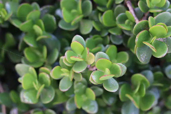 sedum spurium ou orpin bâtard plante vivace jardin couverture