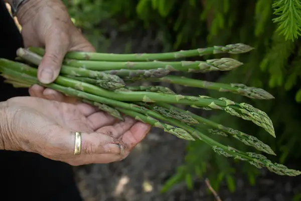 commencer a planter les asperges au mois de novembre