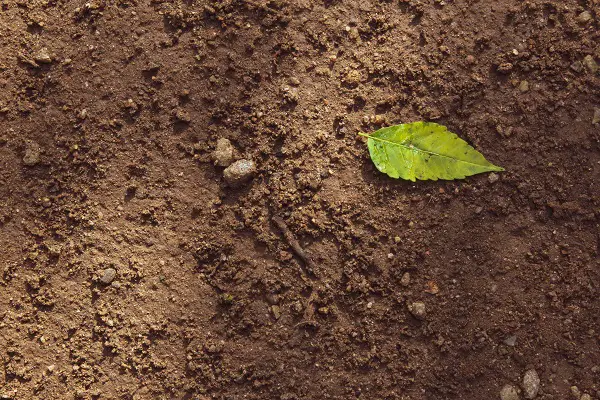 comment savoir si le sol de son jardin est acide