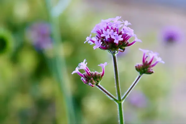 conserver la verveine en fleur l'hiver