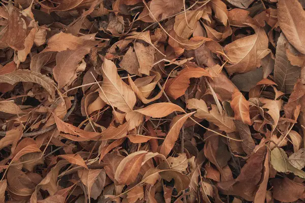 engrais naturel feuilles mortes jardin