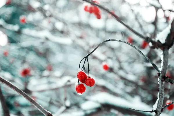 entretenir son jardin en hiver proteger du gel