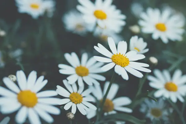 famille des asteracees marguerites