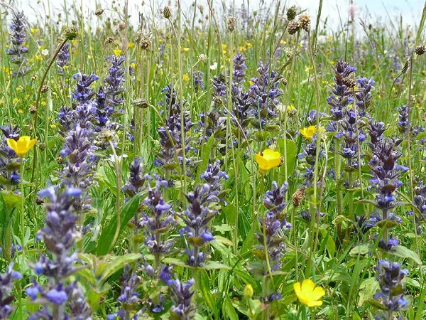 fleur couvre sol vivace jardin bugle rampant ajuga reptans