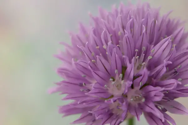 fleur novembre allium thunbergii ozawa
