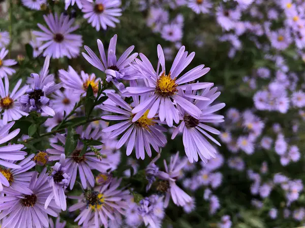 floraison asteraceae