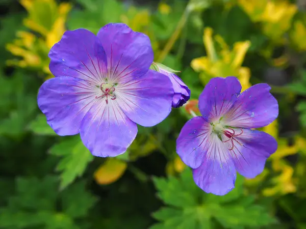 geranium rozanne fleur couvre sol dans le jardin