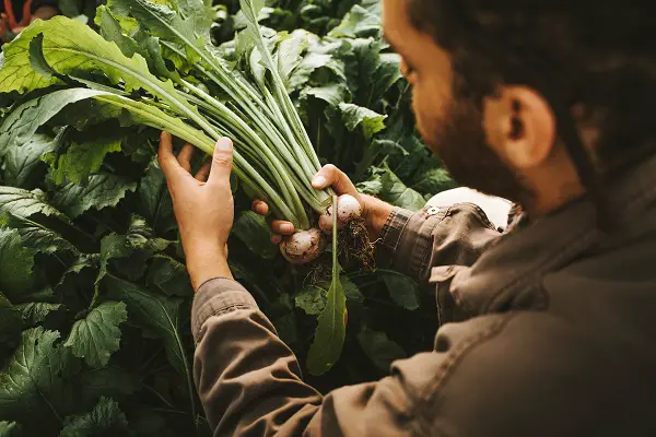 legume a planter en novembre navet