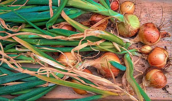 legumes novembre planter oignon