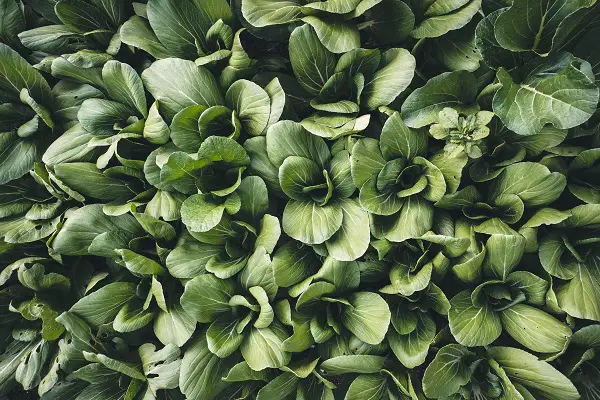 pak choi legume novembre sous serre