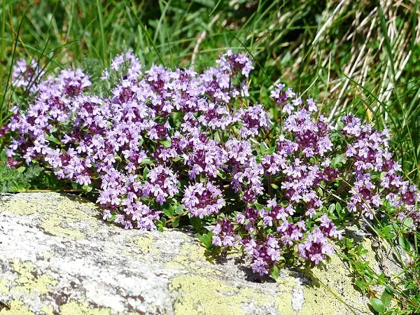 plante aromatique vivace thym précoce thymus praecox