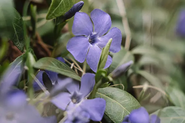plante couvre sol pervenche violette des sorciers