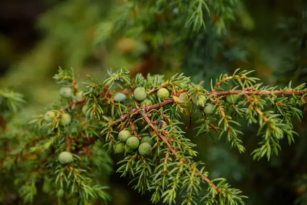 plante vivace couvre sol genévrier rampant