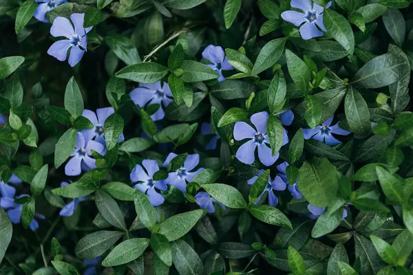 plante vivace couvre sol sans entretien jardin