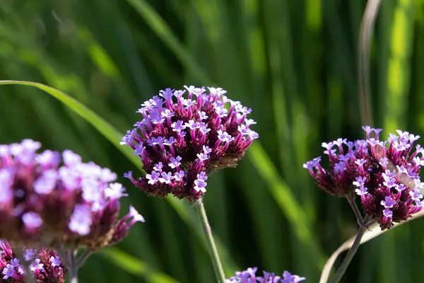 Verveine Officinale Plantation Entretien Taille Récolte