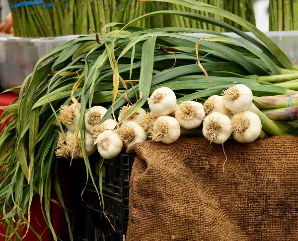 planter de lail en novembre