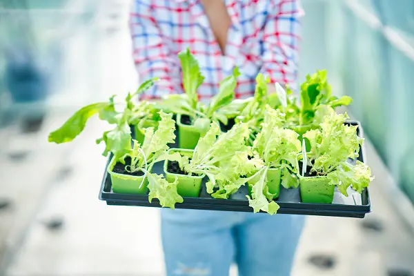 planter salades en novembre sous serre