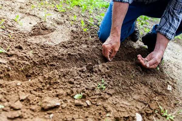 que planter au mois de novembre au jardin potager