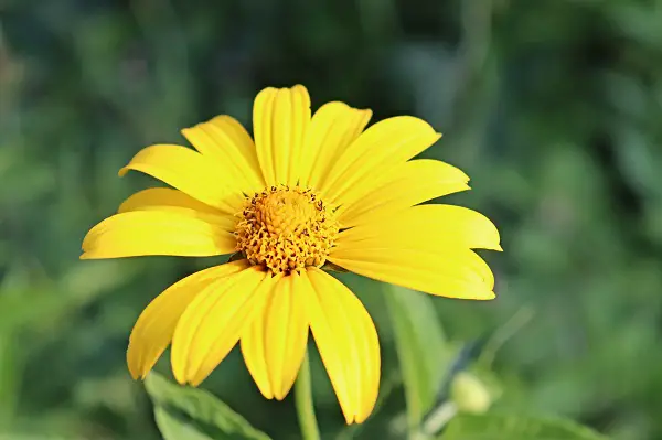 reconnaitre les asteraceae