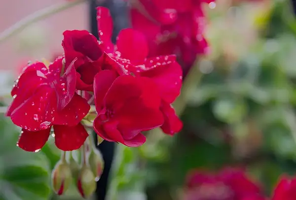 rosier geranium fleur a planter en novembre