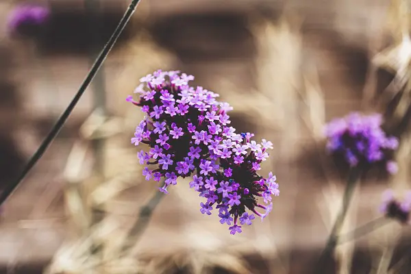 tailler verveine officinale