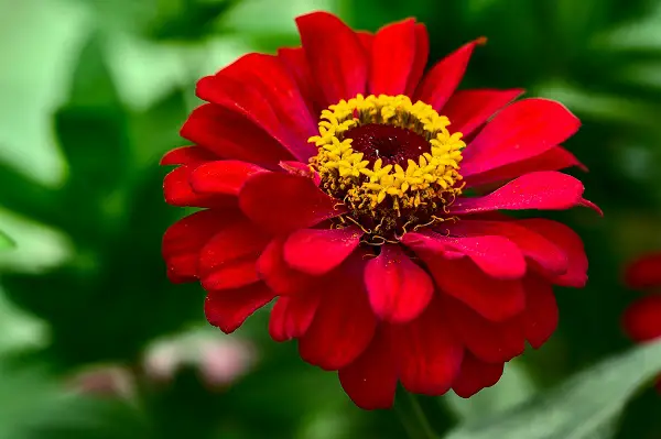 zinnias fleurs asteracees