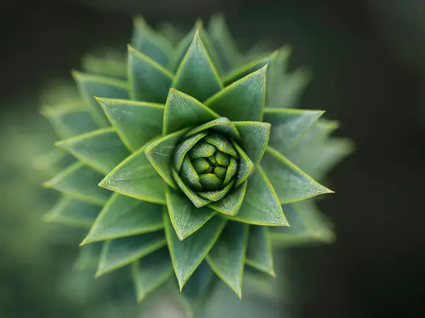 araucaria du chili adapte au sol acide du jardin