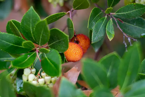 arbousier jardin terre acide