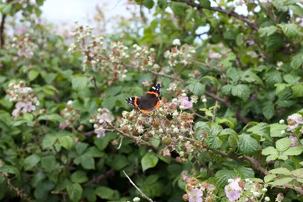 comment faire pour ne plus avoir de ronces jardin