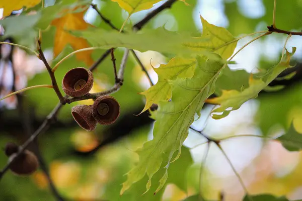 chene pedoncule a planter dans un sol acide