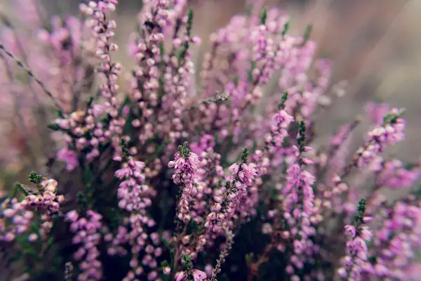 comment planter la bruyere des neiges