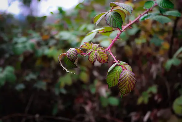 comment se debarasser des ronces naturellement