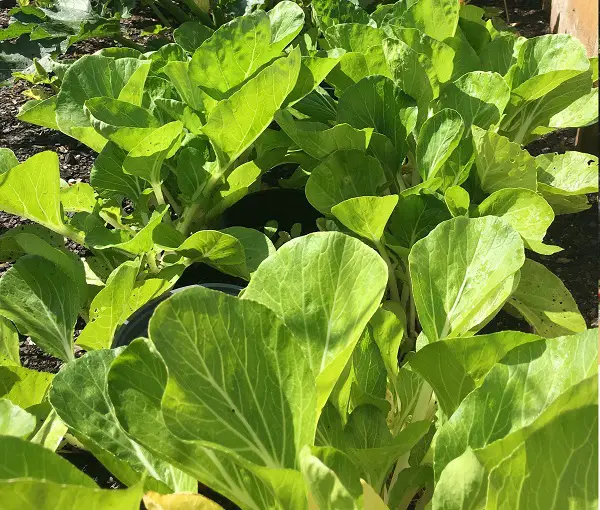 culture bok choi climat entretien conseils