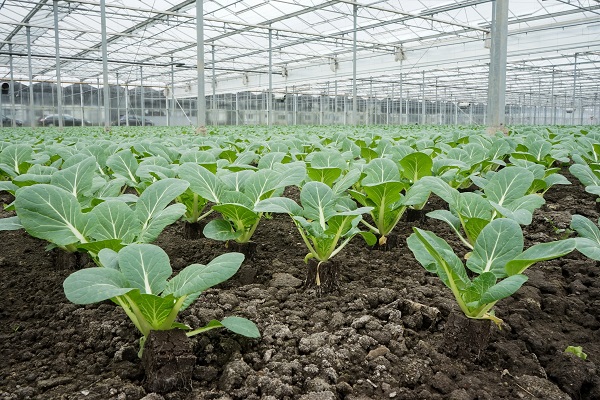 100 Graines Bio De Chou Chinois Pak Choi Taïsaï – Certifié AB, Croissance Rapide, Récolte En 30-40 Jours, Pour Potager Ou Balcon