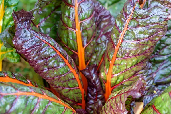 legume decembre planter bette a carde