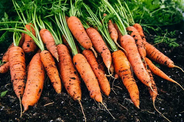 legume racine a planter en decembre carotte