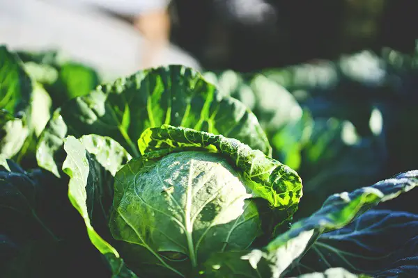 legumes feuilles a planter en decembre