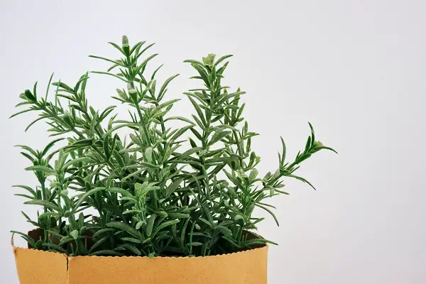 planter des herbes aromatiques en pot interieur au mois de decembre