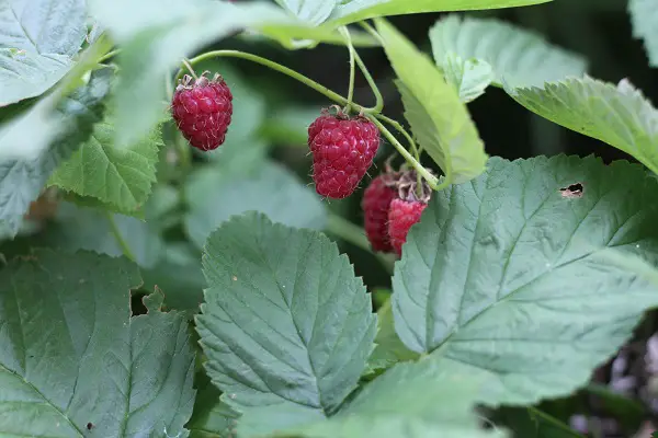 planter framboisier au mois de decembre