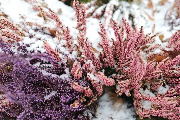 planter la bruyere des neige