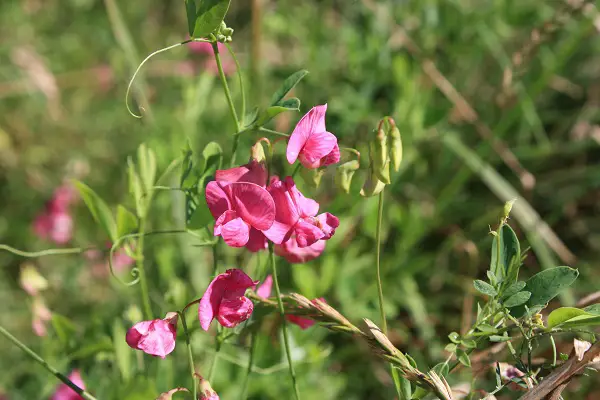 pois de senteur a planter en decembre