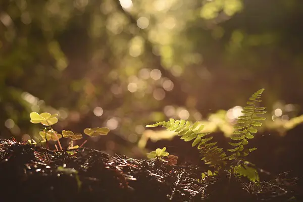 pourquoi avoir un sol bien draine est important