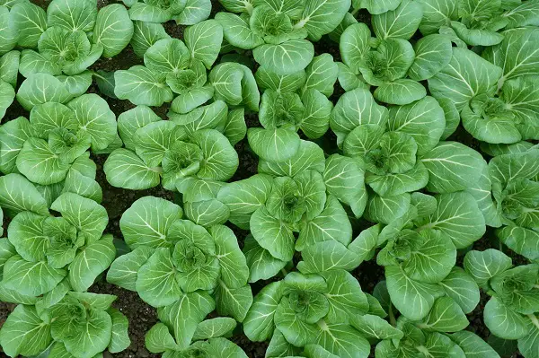 pourquoi cultiver des pak choi bok choy