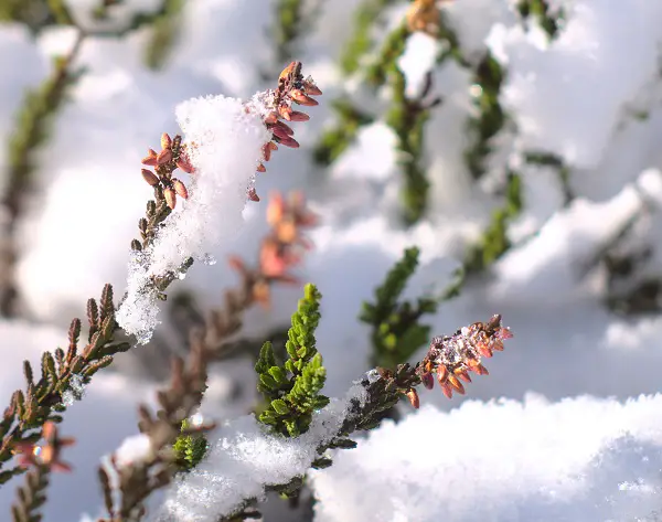 quand fleurit la bruyere d hiver