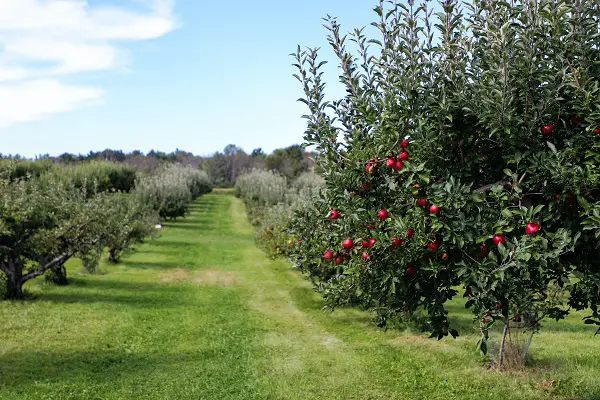 quels arbres planter dans un sol acide