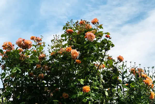 rosiers racines nues a planter en decembre