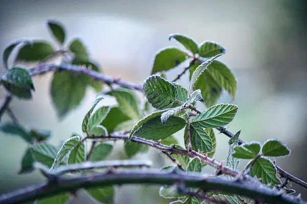 se debarasser des ronces dans son jardin