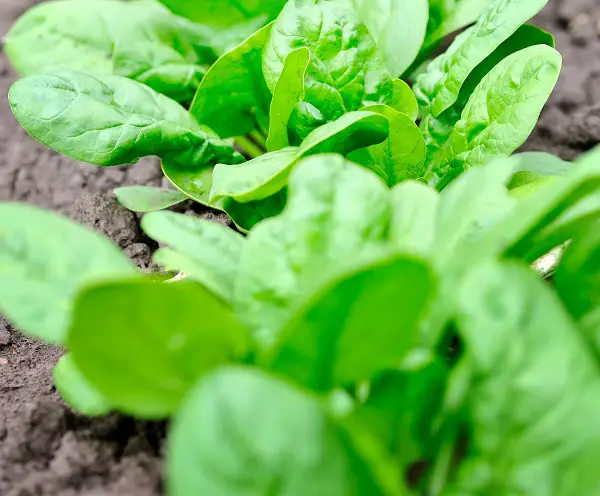 comment planter des epinards dans son jardin potager