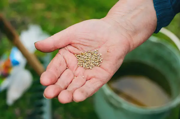 faire des semis d'épinards dans son jardin ou interieur