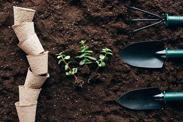 meilleur substrat plantes en pot et jardin